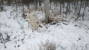 Продаётся " Козлина редкостный" ???// Как сделать 5% глюкозу // Супчик - голубчик вегетарианский ?