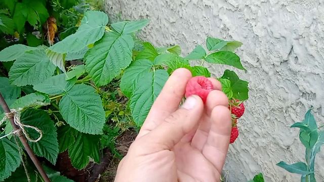 Малина Венги смотреть онлайн