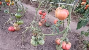 Томат "Минусинский с носиком". Урожай 2020 года.