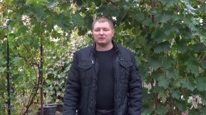 Когда необходимо высаживать саженцы винограда. Осенью или весной?