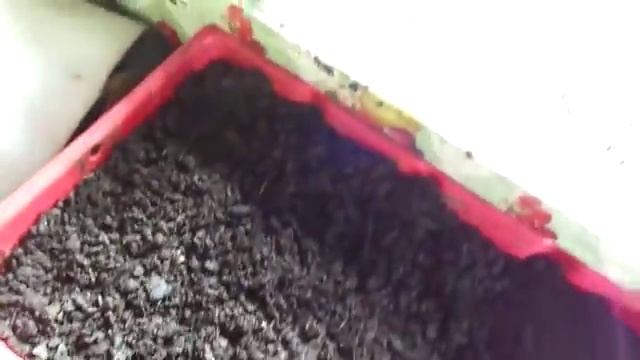 Работа с мальком червя/Разведение червя дендробена смотреть онлайн