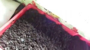 Работа с мальком червя/Разведение червя дендробена