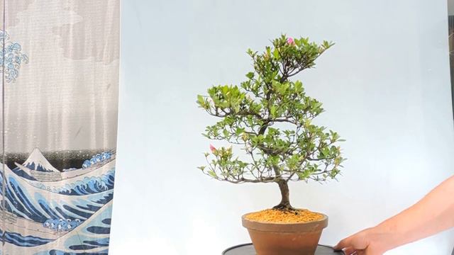 Video 360º Bonsai Rhododendro Indicum ref RDI15 смотреть онлайн