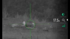 Sightline n475
