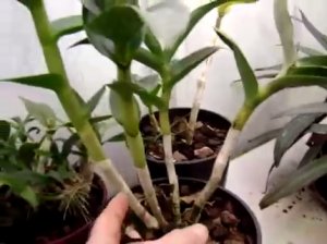 Орхидея Дендробиум и орхидеи Дендробиум.