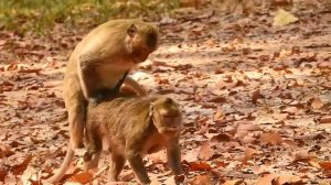 Monkey S E X HD - Monkey Meeting - Monkey J A V FULL HD