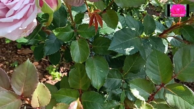 ЛУЧШИЕ РОЗЫ-ПЕРВОГОДКИ ИЗ ПИТОМНИКА 