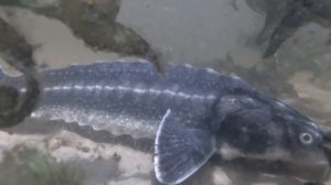 Не только подводная охота. Зарыбление Днепра осетром и стерлядью 2020