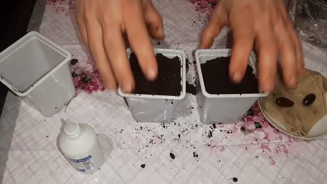 личи выращивание дома  как посадить