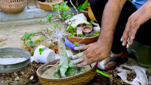 Ficus Tsiela (PIPDI ) | પીપળી | How to Reporting Finely Ceramic Pot | Cutting | With Bonsai Soil