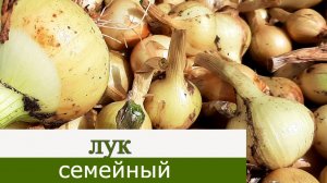 Лук семейный. Урожай 2021 года.