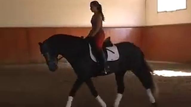 PRE Andalusian dressage horse for sale - SOLD TO CANADA - WWW.HORSESPRE.COM - смотреть онлайн