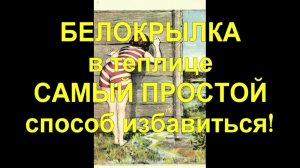 27 ИЗБАВЛЯЕМСЯ ОТ БЕЛОКРЫЛКИ - 100% результат и самый простой способ.
