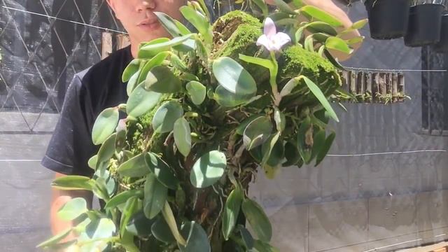 O CANAL VAI MUDAR - ORQUÍDEA Cattleya bicolor смотреть онлайн