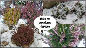 Надо ли укрывать верески.
( 05.11. 2022 г.)