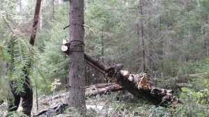 Делаю ХИЖИНУ В ТАЙГЕ! У харюзовой речки должен быть КОМФОРТ. Еловые ЯБЛОКИ)) Survival in the taiga