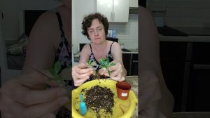 Рукотворный оазис для розы пустыни. Пересаживаю адениумы на фитиль.