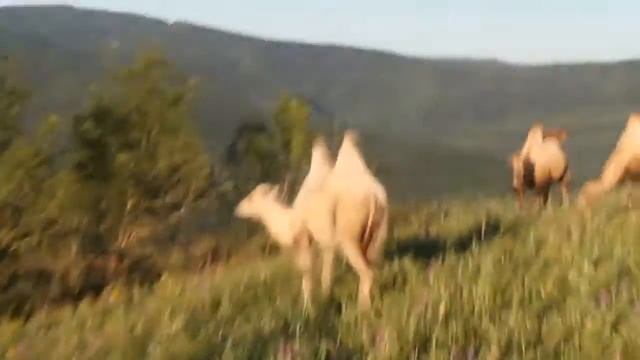 Гора Шахан Геленджик смотреть онлайн