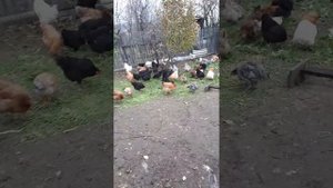 Осенью куры перестали нестись