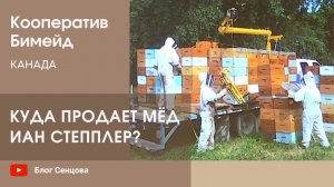Куда продает мёд Иан Степплер? Кооператив Бимейд