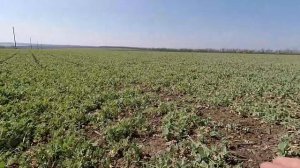 Экстремальное опрыскивание гороха гербицидом и инсектицыдом МТЗ 82.1 ГАЗ 53