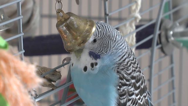 Budgie, play-time with bell, chains and a Tommy Cooper impression! смотреть онлайн