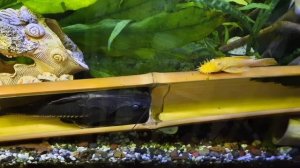 Бамбук отмокает в аквариуме.