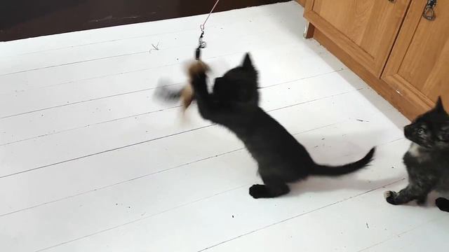 Смешные кошки играют игрушкой смотреть онлайн