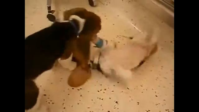 Забавные щенки. Funny puppies.