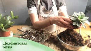 Как просадить эхеверию. Посадка суккулента "каменная роза" в горшок с дренажным отверстием.