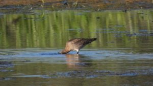 Большой Веретенник, наблюдение за птицами в Великом Новгороде, 21 июля 2023