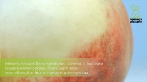 Персики. Белый лебедь