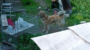 Горлица и винное дерево? //