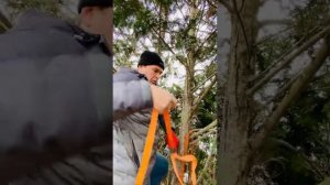 Стрижка кипарисовика Лавсона в форму капли.