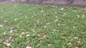 Горчица вместо удобрения