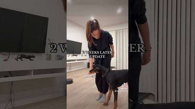 Teaching Remi 🖤 #dobermanpuppytraining #dogtraining #dog #doberman #puppyobedience