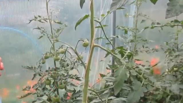 10 Terrific Tomato Growing Tips - Growing PERFECT Tomatoes at Home смотреть онлайн