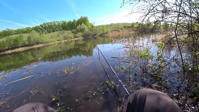 Ловля карася на маховую удочку с поплавком. Рыбалка на вечерней зорьке.
