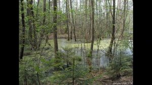 Болота. Урок географии 6 класс.