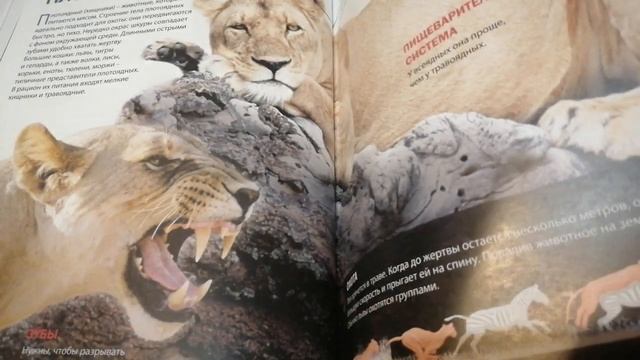 СКАЗКИ НА НОЧЬ. ПРО ЛОШАДЕЙ И ВОЛКОВ /ВЛОГ АЛЁНЫ И СОФИИ смотреть онлайн