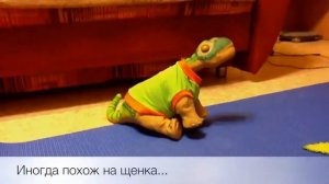 Плео робот динозавр Pleo RB