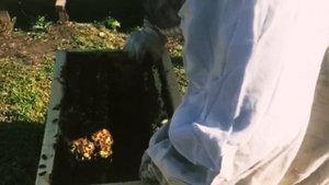Зверь ИО Бакфаст (от Гращенко) и минусы самодельных ульев из пены.