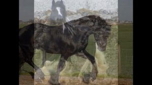 видео про лошадей