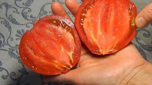 Томат Ауреа. Тест спелых плодов.