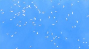 Птицы в Небе. Белые Птицы в Синем Небе. Стая Птиц. Летающие Птицы в Небе. Футажи для видеомонтажа