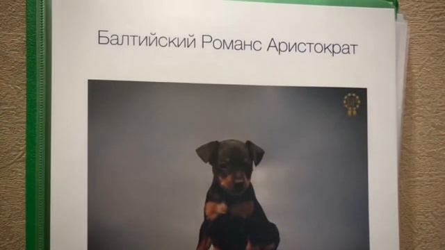 Отправляем малышей домой🐾 смотреть онлайн
