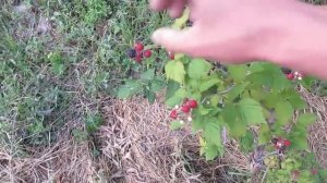 Малина кумберленд - первые впечатления