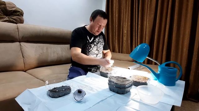 как вырастить лиственницу из семян