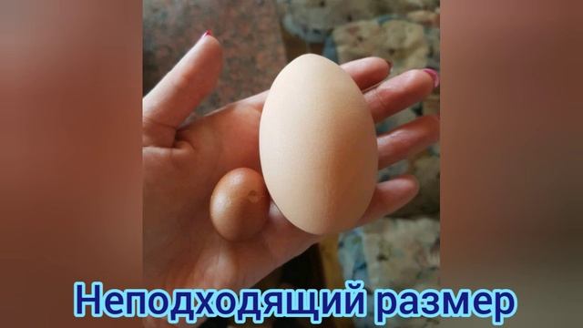 Дезинфекция яиц для инкубации