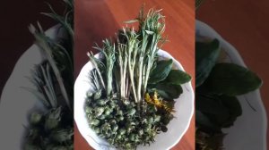 Иван чай. Как приготовить молодые побеги Иван-чая и зеленые бутоны одуванчика. 10 мая 2020 г.